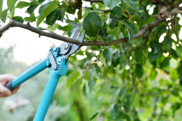 Best Tree Care Services  in Hooper, UT